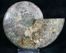 Split Ammonite Fossil (Half) - Beautiful #7979-1